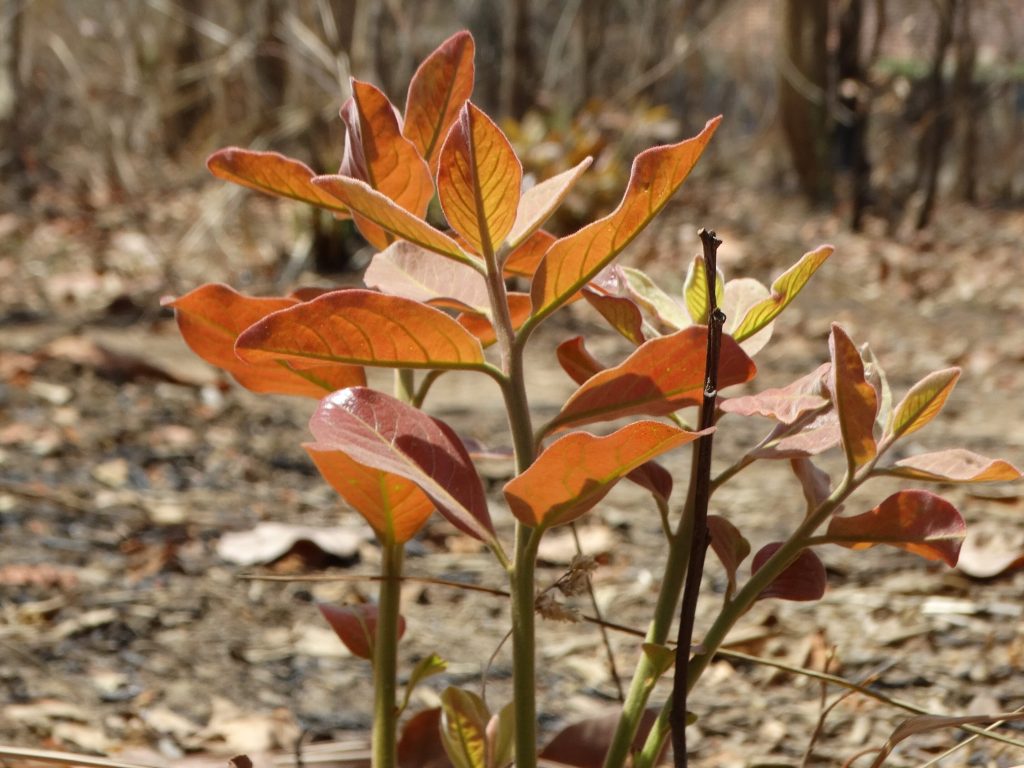 BushCutTendu (1)